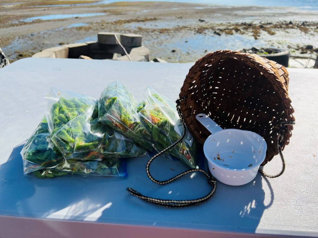 Measuring and packaging spruce tips to donate to local tribe Wrangell Cooperative Association (WCA) in Wrangell. (Photo by Vivian Faith Prescott)