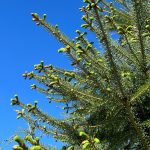 Spruce tips blooming on spruce tree in Wrangell. (Photo by Vivian Faith Prescott)