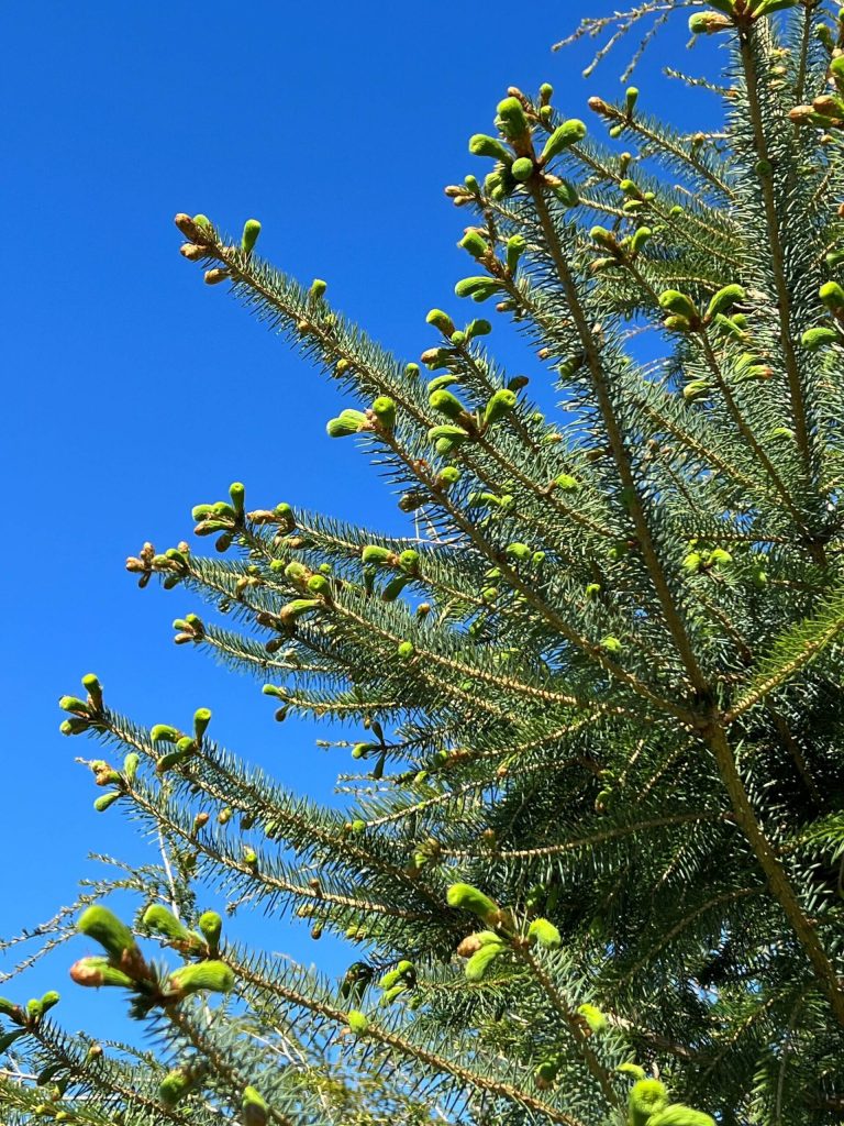 Spruce tips blooming on spruce tree in Wrangell. (Photo by Vivian Faith Prescott)