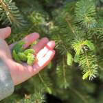 Picking spruce tips in Wrangell. (Photo by Vivian Faith Prescott)