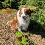 Oscar and basketful of spruce tips in Wrangell. (Photo by Vivian Faith Prescott)
