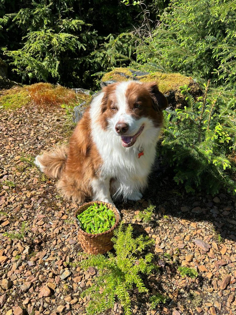 Oscar and basketful of spruce tips in Wrangell. (Photo by Vivian Faith Prescott)
