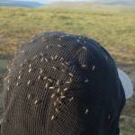 Female mosquitoes perch on Ned Rozells hood north of Fairbanks. (Photo by Anna Rozell)