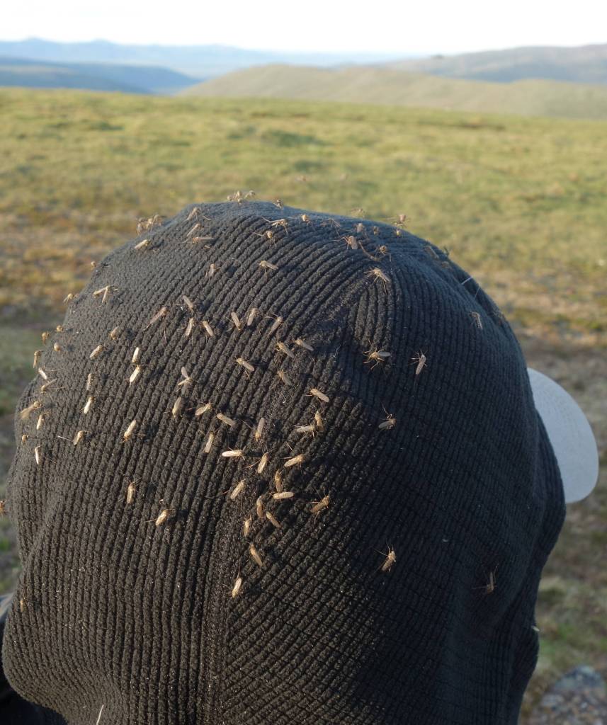 Female mosquitoes perch on Ned Rozells hood north of Fairbanks. (Photo by Anna Rozell)