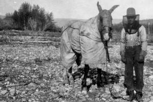 R.L. Phillips pauses with his mosquito-proofed horse Sparkplug on a gravel bar of the Tatonduk River, a tributary of the Yukon River, on June 17, 1930. (From the J.B. Mertie Collection of photos, U.S. Geological Survey Denver Library Photographic Collection, public domain)