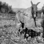 R.L. Phillips pauses with his mosquito-proofed horse Sparkplug on a gravel bar of the Tatonduk River, a tributary of the Yukon River, on June 17, 1930. (From the J.B. Mertie Collection of photos, U.S. Geological Survey Denver Library Photographic Collection, public domain)