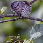 A Song Sparrow in the woods near the Mendenhall Golf Course on June 14. (Courtesy Photo / Kenneth Gill, gillfoto)
