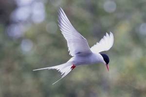 Arctic Tern (Sterna paradisaea) hovering over a possible snack at Mendenhall Lake on June 13. (Courtesy Photo / Kenneth Gill, gillfoto)