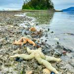 Low-tide beauty on a North Douglas beach, submitted June 14. (Photo by Virginia Kelly)