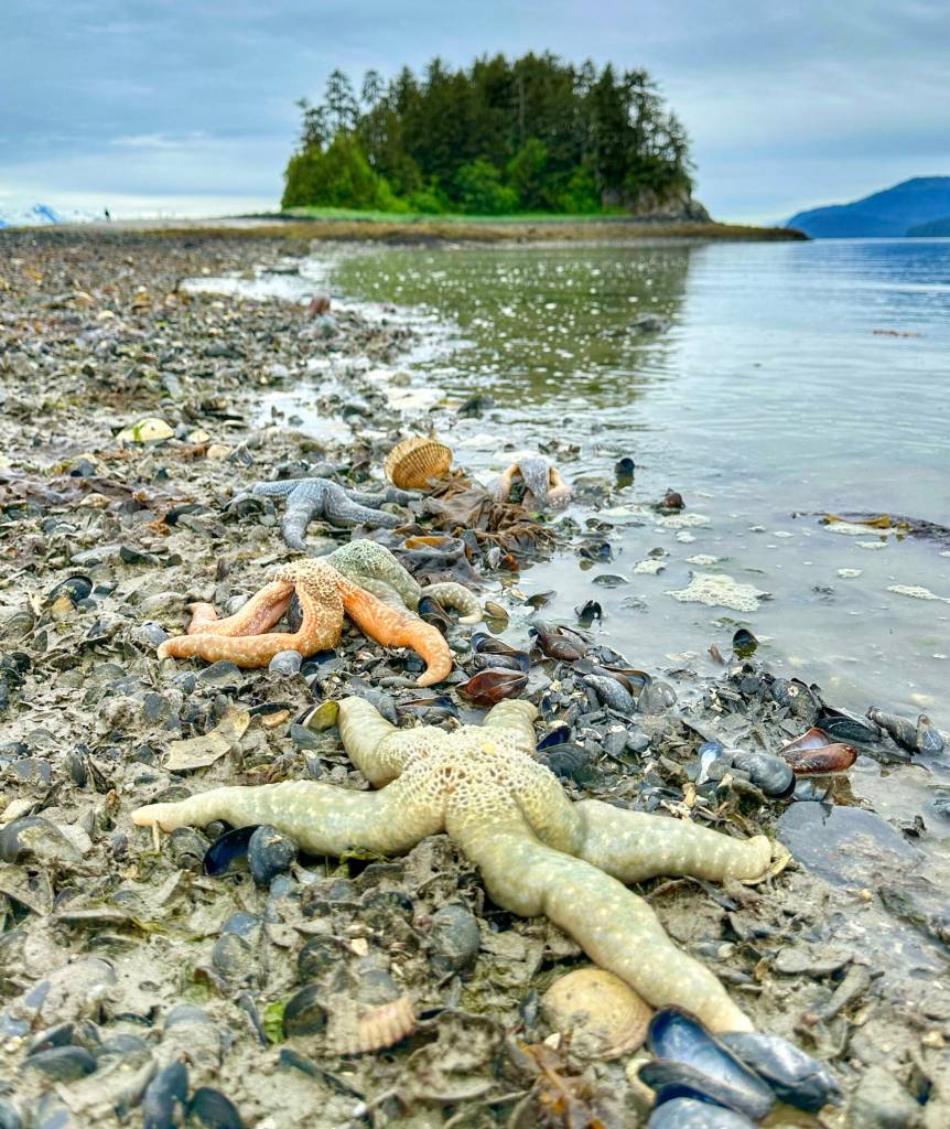 Low-tide beauty on a North Douglas beach, submitted June 14. (Photo by Virginia Kelly)