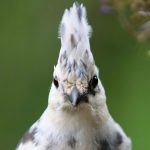 A bird in North Douglas on June 14. (Photo by David Rigas)