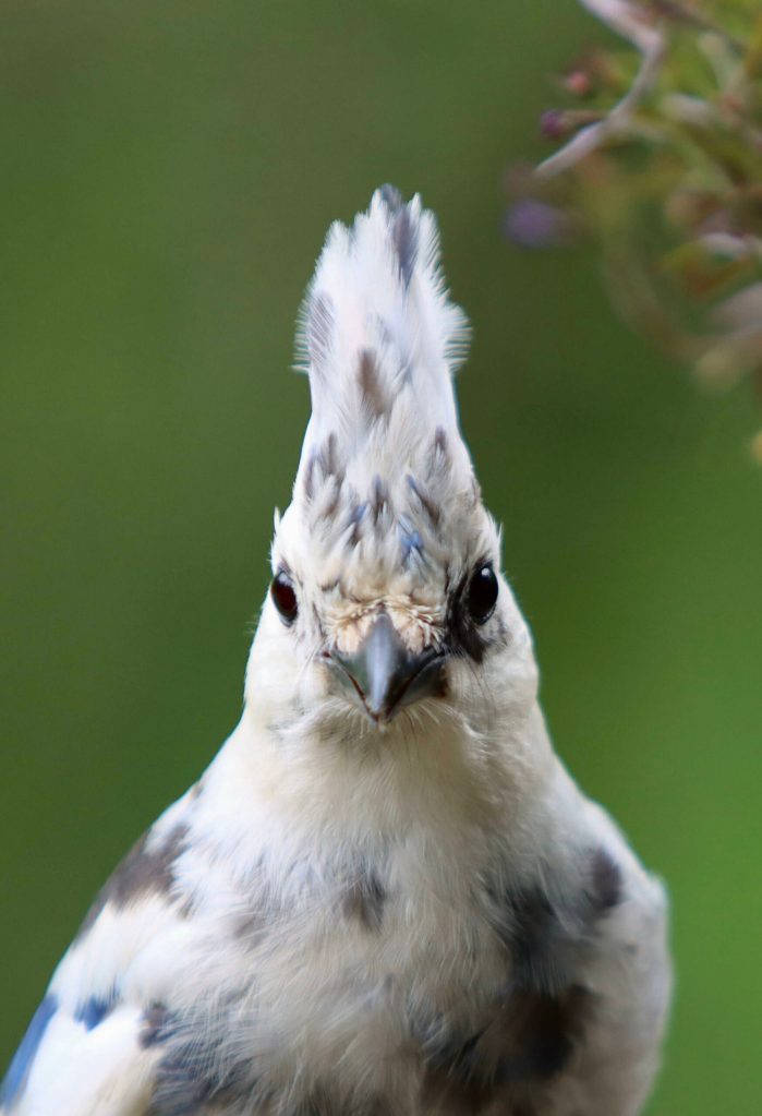 A bird in North Douglas on June 14. (Photo by David Rigas)