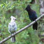 Birds in North Douglas on June 14. (Photo by David Rigas)