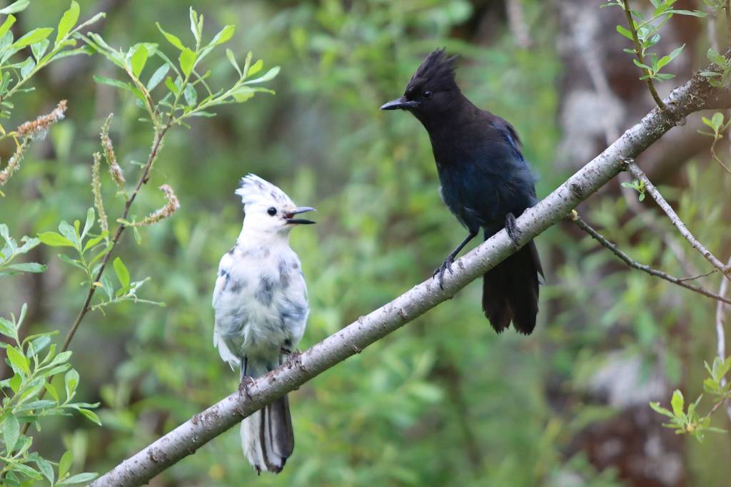 Birds in North Douglas on June 14. (Photo by David Rigas)