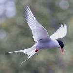 Arctic Tern (Sterna paradisaea) hovering over a possible snack at Mendenhall Lake on June 13. (Courtesy Photo / Kenneth Gill, gillfoto)