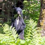 Young black bear alerted by loud motor vehicle while having lunch out the road on June 17. (Courtesy Photo / Kenneth Gill, gillfoto)
