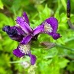 Wildflowers on the Point Bridget Trail on June 24. (Photo by Deana Barajas)