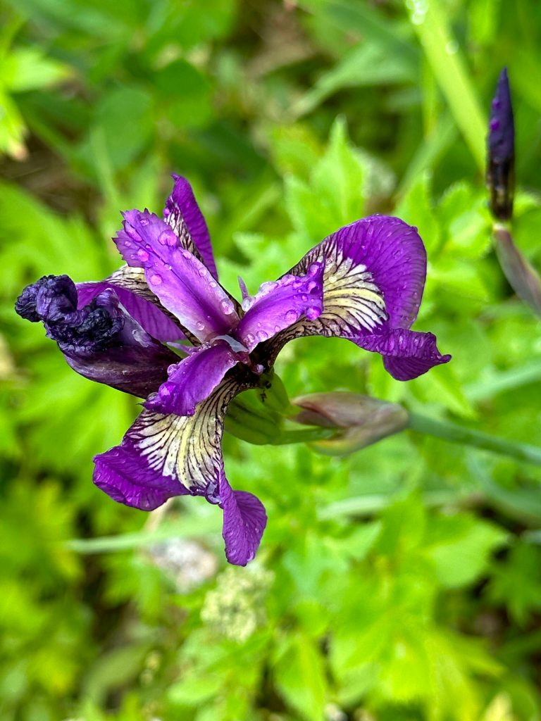 Wildflowers on the Point Bridget Trail on June 24. (Photo by Deana Barajas)