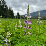 Pinkish lupine on the Point Bridget Trail on June 24. (Photo by Deana Barajas)
