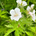 White geraniums on the Point Bridget Trail on June 24. (Photo by Deana Barajas)