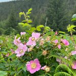 Wildflowers on the Point Bridget Trail on June 24. (Photo by Deana Barajas)