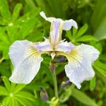 Wildflowers on the Point Bridget Trail on June 24. (Photo by Deana Barajas)