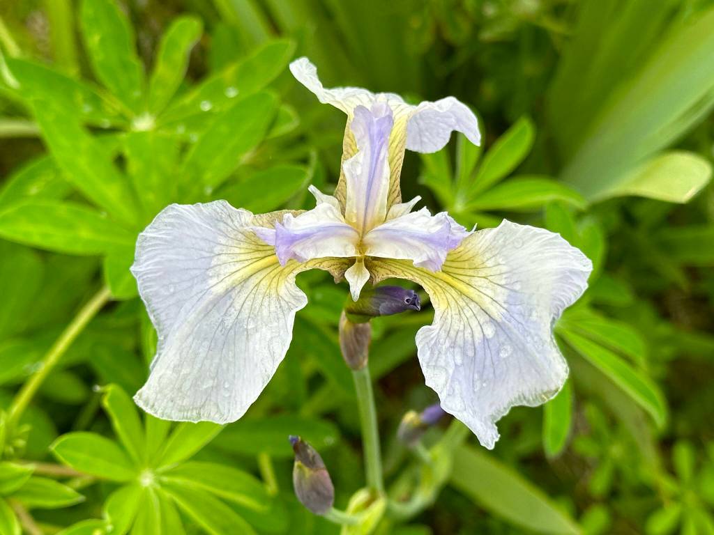 Wildflowers on the Point Bridget Trail on June 24. (Photo by Deana Barajas)
