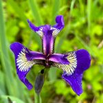 Wildflowers on the Point Bridget Trail on June 24. (Photo by Deana Barajas)