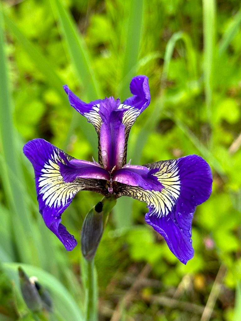 Wildflowers on the Point Bridget Trail on June 24. (Photo by Deana Barajas)