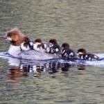 Common Merganser with five chics on Salt Chuck on June 17 in Juneau. (Courtesy Photo / Kenneth Gill, gillfoto)