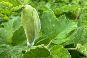 The inflorescences of cow parsnip are sheathed protectively, often with an attendant leaf that may emerge before the inflorescence, as shown here. (Photo by Mary F. Willson)
