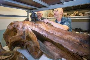 UAF Chancellor Dan White pretends to take a sample from a mammoth skull with the help of Matthew Wooller to promote the Adopt a Mammoth Program at the Museum of the North on the UAF campus on Aug. 5, 2022.