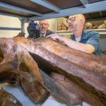 UAF Chancellor Dan White pretends to take a sample from a mammoth skull with the help of Matthew Wooller to promote the Adopt a Mammoth Program at the Museum of the North on the UAF campus on Aug. 5, 2022.
