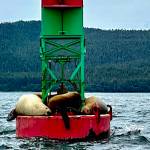Albino Steller sea lion at Faust Rock on June 30. (Photo by Richard Fagnant)