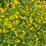 A cheery field of buttercups in Cowee Meadows seen on June 19. (Photo by Denise Carroll)