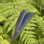 Stellar Jay feathers fell on a fern July 2. (Photo by Larry Olson)