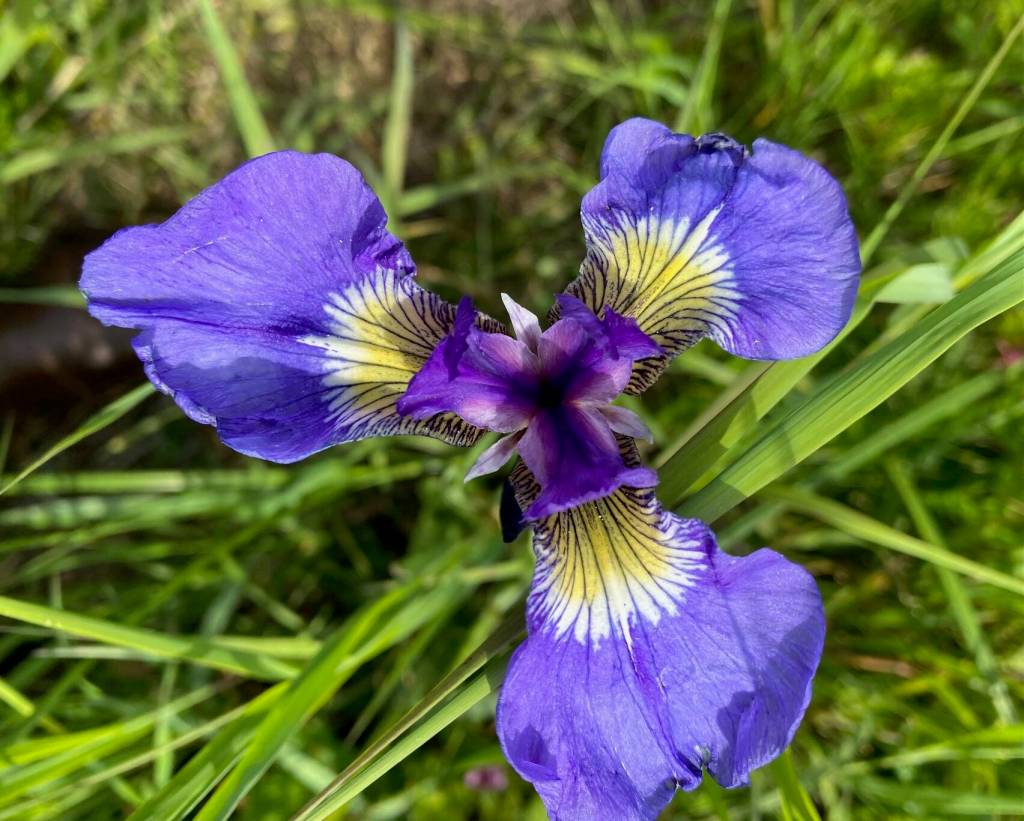 Wild iris abound in Cowee Meadows on June 19. (Photo by Denise Carroll)