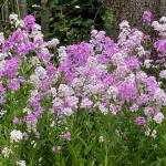 Fragrant dames rocket brighten downtown Juneau in June. (Photo by Denise Carroll)