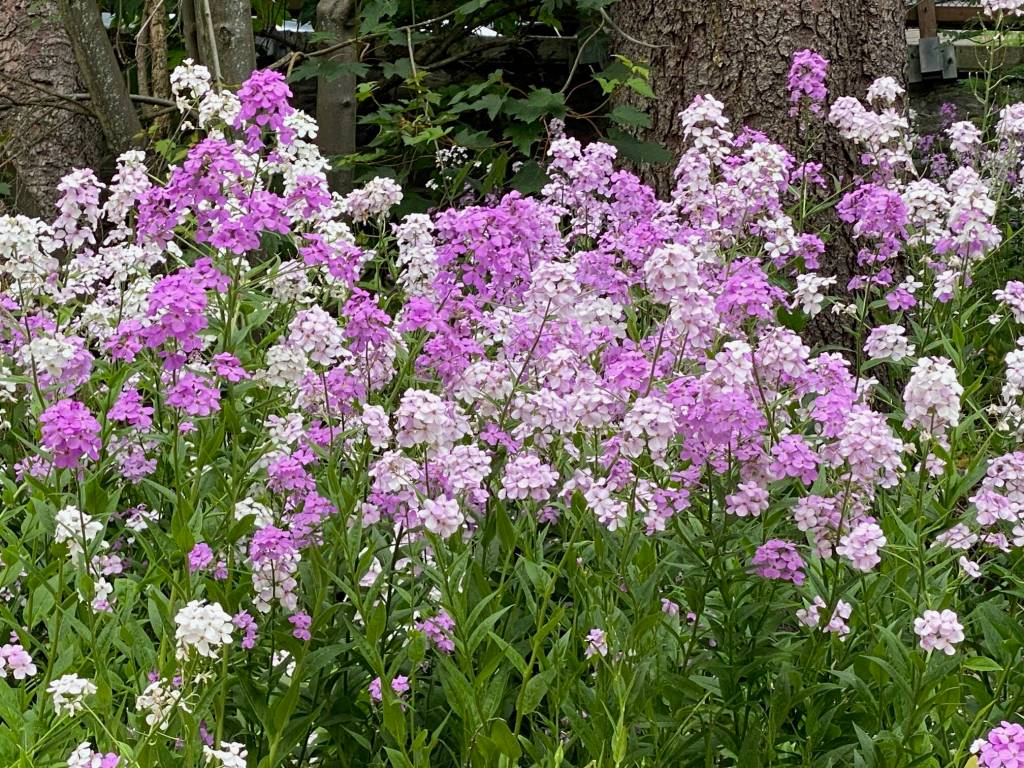 Fragrant dames rocket brighten downtown Juneau in June. (Photo by Denise Carroll)