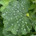Silvery raindrops collect on a ladys mantle leaf in a Glacier Highway garden on June 24. (Photo by Denise Carroll)