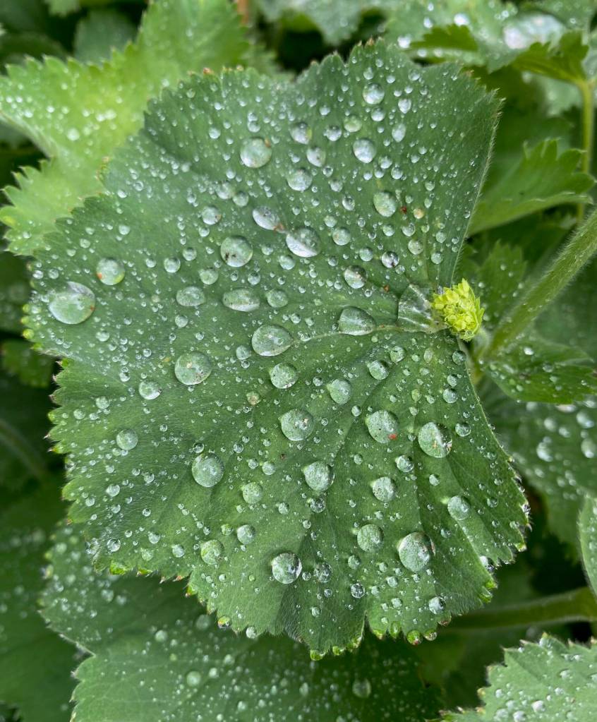 Silvery raindrops collect on a ladys mantle leaf in a Glacier Highway garden on June 24. (Photo by Denise Carroll)