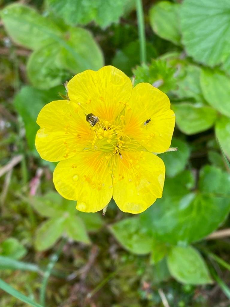 A tiny visitor on a large leaf avens heading up Dan Moller Trail on June 28. (Photo by Denise Carroll)