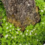 Dwarf dogwood hugs the base of this conifer along the Dan Moller Trail on June 28. (Photo by Denise Carroll)