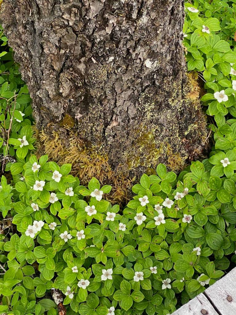 Dwarf dogwood hugs the base of this conifer along the Dan Moller Trail on June 28. (Photo by Denise Carroll)