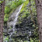 This is todays remnant of a waterfall that surged off bare bedrock in a 1923 photo of President Warren G. Hardings group when he visited Mendenhall Glacier. At that time, the glacier drained into Steep Creek. Now the area is a post-glacial successional forest composed of spruce, hemlock and cottonwood trees, dense shrubs and ground plants. (Photo by Laurie Craig)
