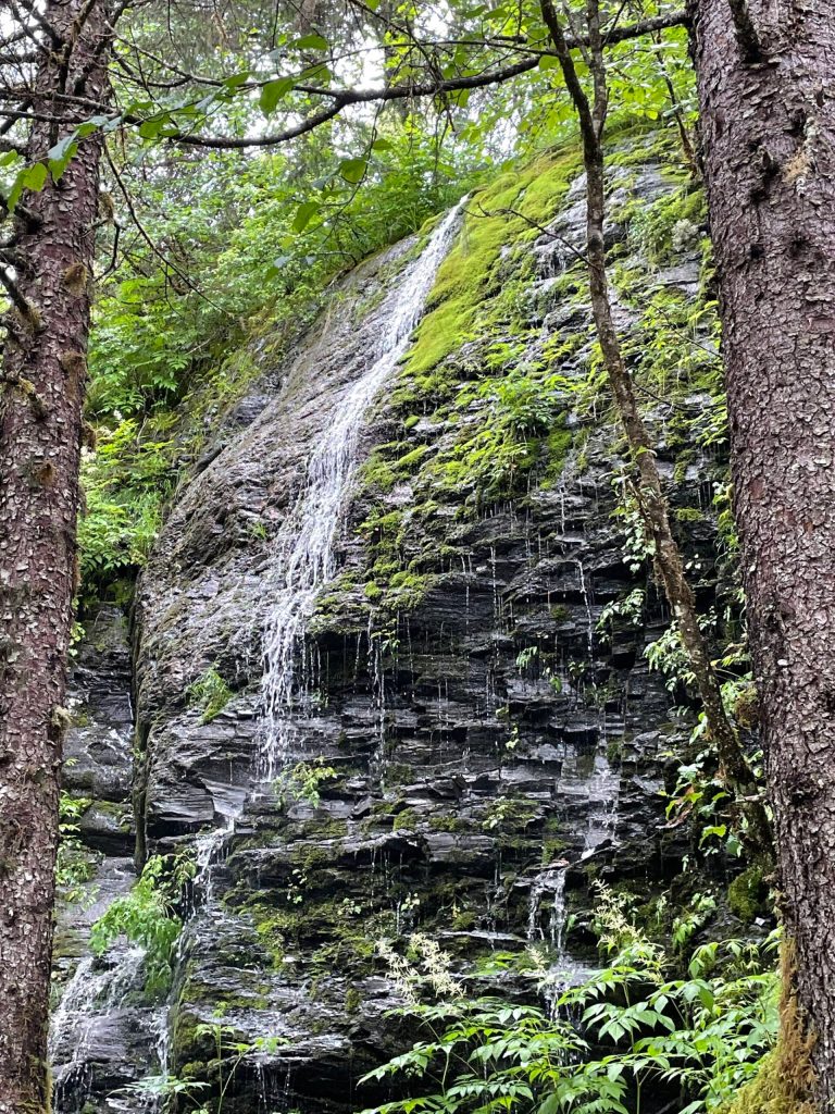 This is todays remnant of a waterfall that surged off bare bedrock in a 1923 photo of President Warren G. Hardings group when he visited Mendenhall Glacier. At that time, the glacier drained into Steep Creek. Now the area is a post-glacial successional forest composed of spruce, hemlock and cottonwood trees, dense shrubs and ground plants. (Photo by Laurie Craig)
