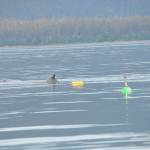 Local humpback whale Manunauna is seen this week with trailing yellow crab pot buoys and green satellite tag buoy. (NOAA Fisheries/Suzie Teerlink)