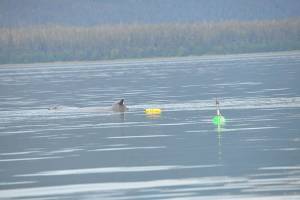 Local humpback whale Manunauna is seen this week with trailing yellow crab pot buoys and green satellite tag buoy. (NOAA Fisheries/Suzie Teerlink)