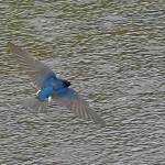 A violet-green swallow has distinctive white flank patches  and wider wings  than a Vauxs swift. (Photo by Bob Armstrong)