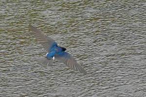 A violet-green swallow has distinctive white flank patches  and wider wings  than a Vauxs swift. (Photo by Bob Armstrong)